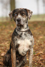 Lousianský leopardí pes (Catahoula). Foto: Shutterstock