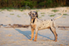 Lousianský leopardí pes (Catahoula). Foto: Shutterstock