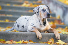 Lousianský leopardí pes (Catahoula). Foto: Shutterstock
