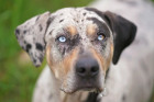 Lousianský leopardí pes (Catahoula). Foto: Shutterstock
