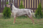Lousianský leopardí pes (Catahoula). Foto: Shutterstock