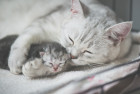 Americká krátkosrstá kočka, foto: Shutterstock