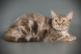 Americká krátkosrstá kočka