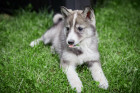 Štěně západosibiřské lajky, foto: Shutterstock