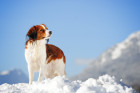 Holandský kachní pes - kooikerhondje. Foto: Shutterstock