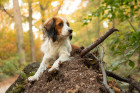 Holandský kachní pes - kooikerhondje. Foto: Shutterstock
