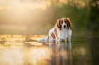 Holandský kachní pes - kooikerhondje. Foto: Shutterstock