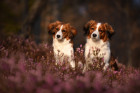 Holandský kachní pes - kooikerhondje. Foto: Shutterstock