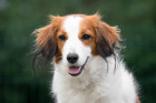 Holandský kachní pes - kooikerhondje. Foto: Shutterstock