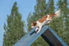 Holandský kachní pes - kooikerhondje. Foto: Shutterstock