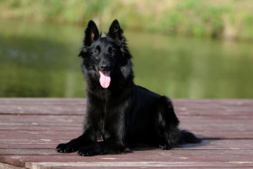 Belgický ovčák Groenendael