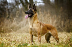 Belgický ovčák Malinois, foto: Shutterstock