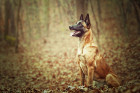 Belgický ovčák Malinois, foto: Shutterstock