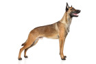 Belgický ovčák Malinois, foto: Shutterstock