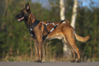 Belgický ovčák Malinois, foto: Shutterstock