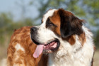 Svatobernardský pes, foto: Shutterstock