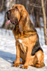 Bloodhound, foto: Shutterstock