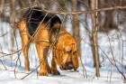 Bloodhound, foto: Shutterstock