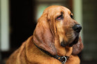 Bloodhound, foto: Shutterstock
