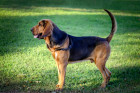 Bloodhound, foto: Shutterstock