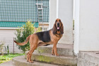 Bloodhound, foto: Shutterstock