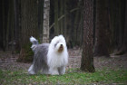 Bobtail, foto: Shutterstock