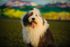 Bobtail, foto: Shutterstock
