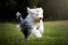 Bobtail, foto: Shutterstock
