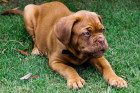 Bordeauxská doga, štěně. Foto: Shutterstock