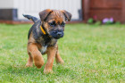 Štěně border teriéra, foto: Shutterstock