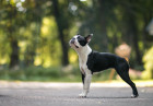 Boston teriér, foto: Shutterstock