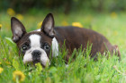 Boston teriér, foto: Shutterstock