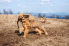 Briard, foto: Shutterstock
