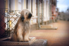 Briard, foto: Shutterstock