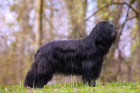 Briard, foto: Shutterstock