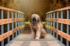 Briard, foto: Shutterstock