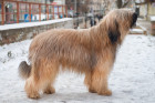 Briard, foto: Shutterstock