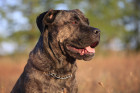 Cane Corso, foto: Shutterstock