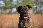 Cane Corso, foto: Shutterstock