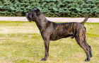 Cane Corso - foto pochází ze zahraničí, kde se stále provádí kupírovaní uší. V ČR je tato úprava zevnějšku nezákonná, fotografie slouží ke vzdělávacím účelům. Foto: Shutterstock