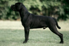 Cane Corso, foto: Shutterstock