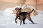 Cane Corso, foto: Shutterstock