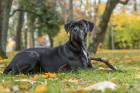 Cane Corso