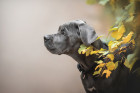 Cane Corso, foto: Shutterstock