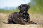Cane Corso, foto: Shutterstock