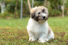 Štěně Coton de Tuléar, foto: Shutterstock