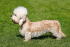 Dandie Dinmont teriér, foto: Shutterstock