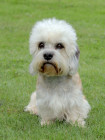 Dandie Dinmont teriér, foto: Shutterstock