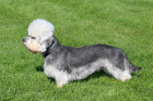Dandie Dinmont teriér, foto: Shutterstock