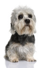 Dandie Dinmont teriér, foto: Shutterstock